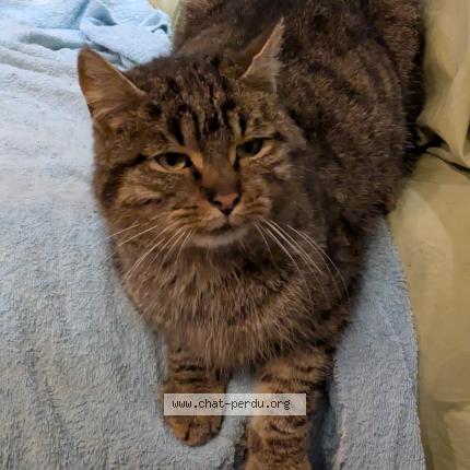 Photo de chat trouvé à Montbarla