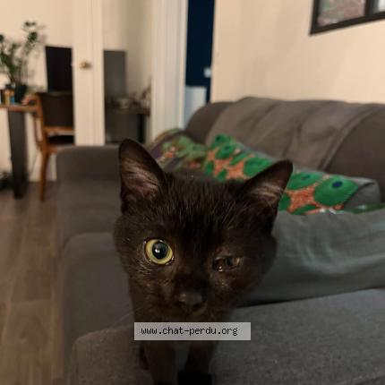Photo de chat perdu à Colombes