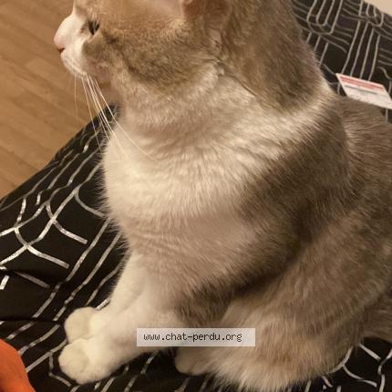 Photo 1/5 Chat retrouvé Perdu à Rosny Sous Bois