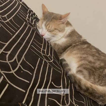 Photo 2/5 Chat retrouvé Perdu à Rosny Sous Bois