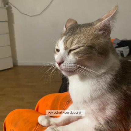 Photo 3/5 Chat retrouvé Perdu à Rosny Sous Bois
