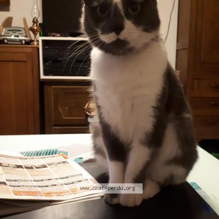 Photo 1/1 Chat retrouvé Perdu à Bondy