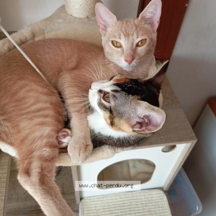 Photo de chat perdu à Cherbourg En Cotentin
