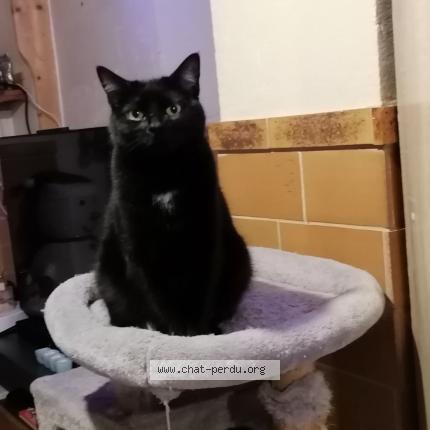 Photo de chat perdu à Thonon Les Bains
