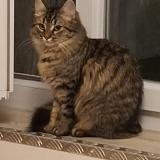 Photo de chat perdu à St Herblain