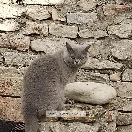 Photo de chat perdu à Sciecq
