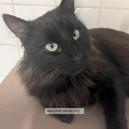 Photo de chat perdu à Chateau Bernard
