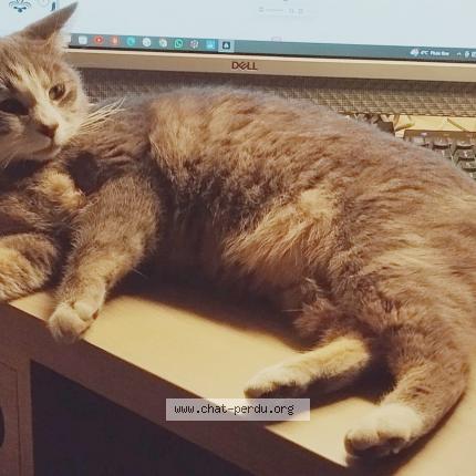 Photo 1/1 Chabal Chat perdu à St lupicin