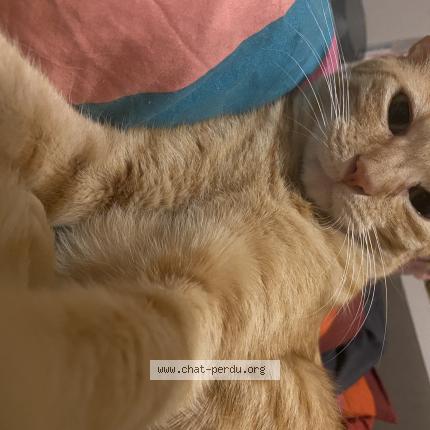 Photo de chat perdu à Perpignan