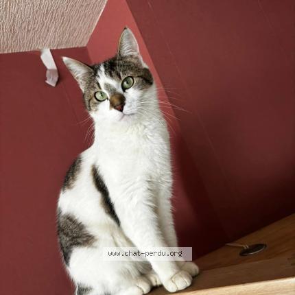 Photo de chat perdu à Outreau