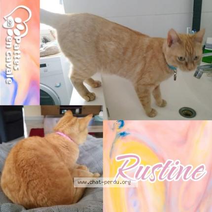Photo 1/1 Chat retrouvé Perdu à Lannion