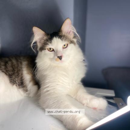 Photo 1/1 Chat retrouvé Perdu à Angers