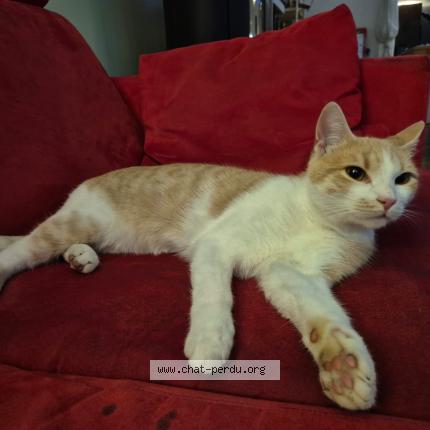Photo de chat perdu à Vif