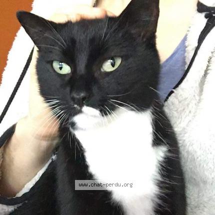 Photo 1/1 Nami Chat perdu à Colombiers