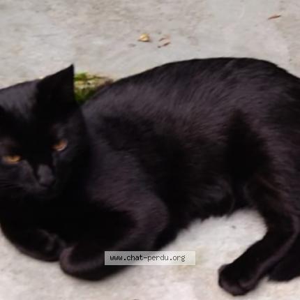 Photo 1/1 Chat retrouvé Perdu à Malakoff
