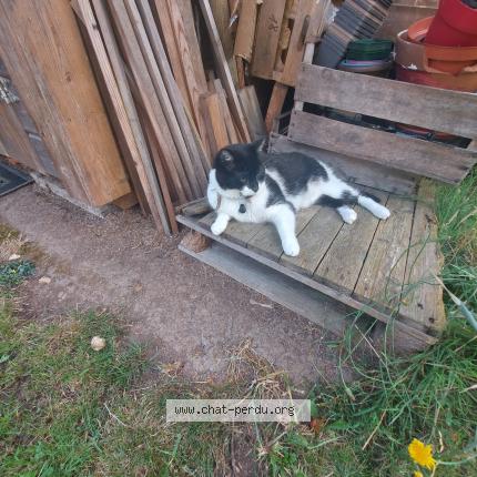 Photo de chat perdu à Evreux