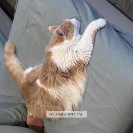 Photo 1/1 Lumo Chat perdu à Bellentre