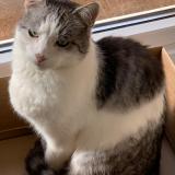 Photo de chat perdu à Wemmel