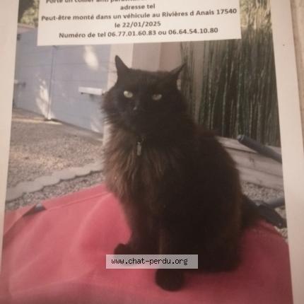 Photo 1/2 Mimi Chat perdu à Anais