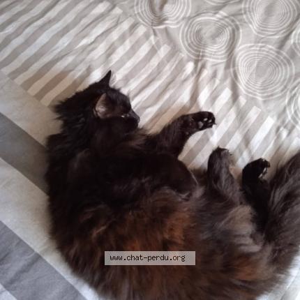 Photo 2/2 Mimi Chat perdu à Anais