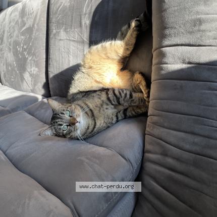 Photo de chat perdu à Montroy