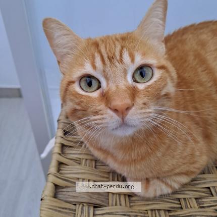 Photo de chat perdu à Ruy Montceau