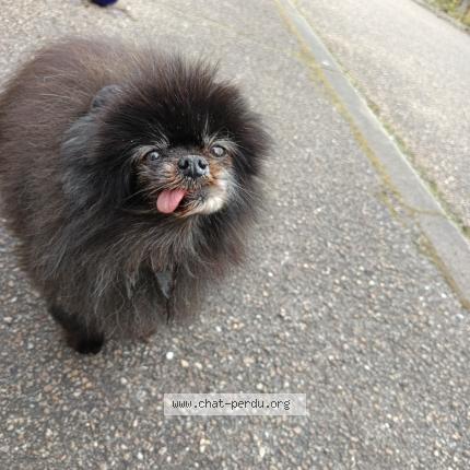 Photo de chat trouvé à Rosselange