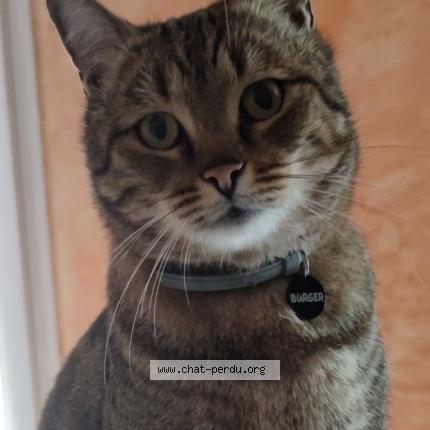 Photo 1/1 Chat retrouvé Perdu à Caumont Sur Durance