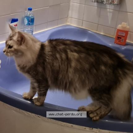 Photo 1/1 Chat retrouvé Perdu à Sainte Marie La Mer