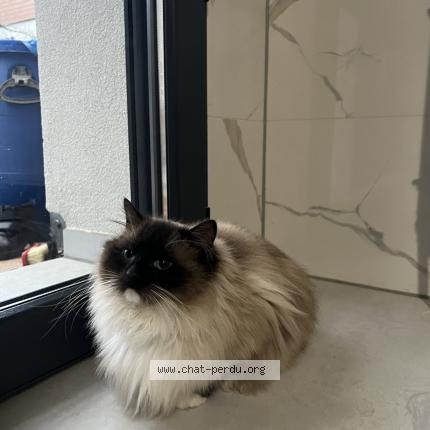 Photo de chat perdu à Longeville Les Saint Avold