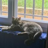 Photo de chat perdu à Chanoz Chatenay