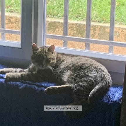 Photo 1/1 Chat retrouvé Perdu à Chanoz chatenay