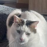 Photo de chat perdu à Pagny Le Chateau