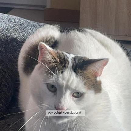 Photo 1/1 Chat retrouvé Perdu à Pagny le chateau