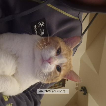 Photo de chat perdu à Athis Mons