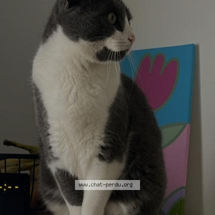 Photo 1/1 Chat retrouvé Perdu à Vertou
