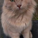 Photo de chat perdu à Denain