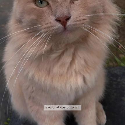 Photo 1/1 Chat retrouvé Perdu à Denain