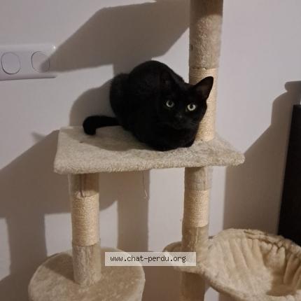 Photo 1/1 Chat retrouvé Perdu à Nimes