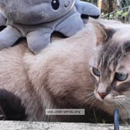 Photo de chat perdu à Corbeil Essonnes