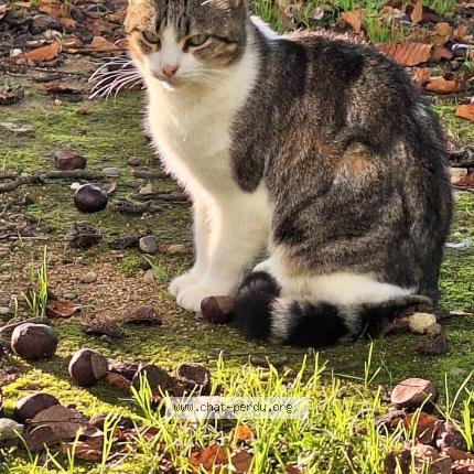 Photo de chat perdu à Villeurbanne