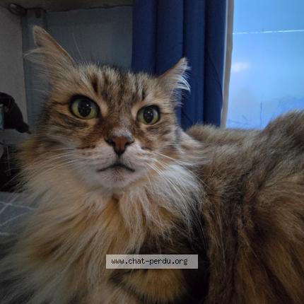 Photo de chat perdu à Montigny En Gohelle