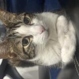 Photo de chat perdu à Rignieux Le Franc