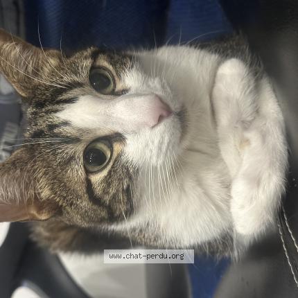 Photo 1/1 Chat retrouvé Perdu à Rignieux le franc