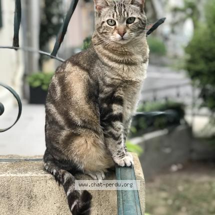 Photo 1/1 Chat retrouvé Perdu à Annot
