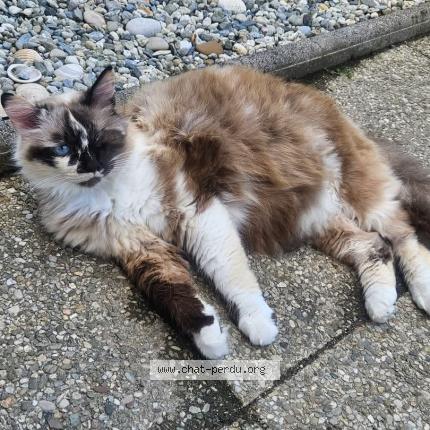 Photo de chat perdu à Dax