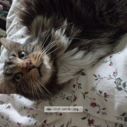 Photo 1/1 Chat retrouvé Trouvé à Cleguer