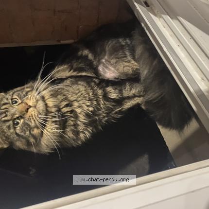 Photo de chat trouvé à Bevenais