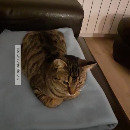 Photo de chat perdu à Ceyrat