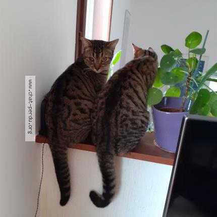 Photo 2/2 Chat retrouvé Perdu à Ceyrat